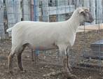 Sheep Trax Maisie 447M